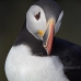 puffin_atlantic_msi_v_0969_can0582.jpg